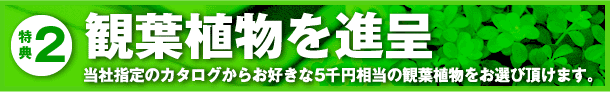 特典2：観葉植物を進呈
